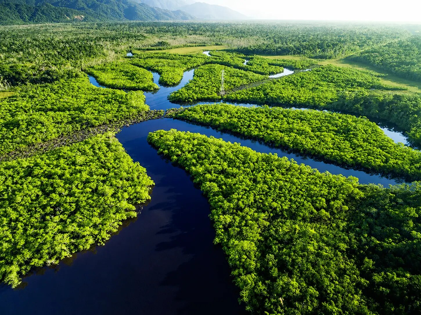 Vista aérea da floresta amazônica com rios